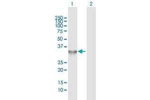 Western Blot analysis of TOLLIP expression in transfected 293T cell line by TOLLIP MaxPab polyclonal antibody.