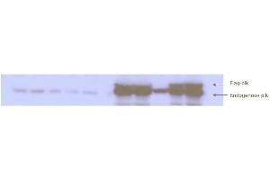 Western blot analysis is shown to detect endogenous and recombinant protein present in HeLa cell lysates. (PLK1 anticorps  (pThr210))