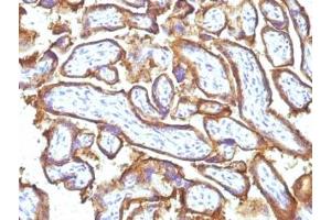 Formalin-fixed, paraffin-embedded human placenta stained with EGFR antibody (31G7 + GFR1195).
