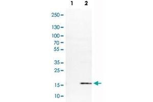 Western Blot analysis of Lane 1: negative control (vector only transfected HEK293T cell lysate) and Lane 2: over-expression lysate (co-expressed with a C-terminal myc-DDK tag in mammalian HEK293T cells) with S100A4 monoclonal antibody, clone CL0239 . (s100a4 anticorps)