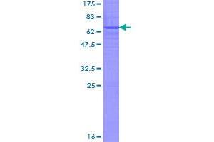 Image no. 1 for beta-1,3-N-Acetylgalactosaminyltransferase 1 (B3GALNT1) (AA 1-331) protein (GST tag) (ABIN1346267)