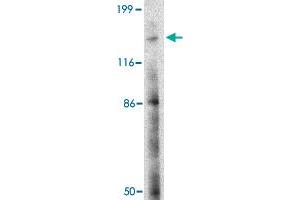 Western blot analysis of BAIAP3 in SK-N-SH cell lysate with BAIAP3 polyclonal antibody  at 2 ug/mL . (BAIAP3 anticorps  (N-Term))