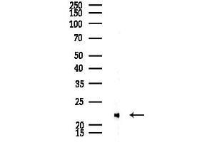 anti-CCAAT/enhancer Binding Protein (C/EBP), gamma (CEBPG) (Internal Region) antibody