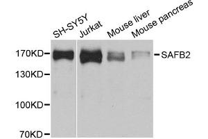 Western blot analysis of extracts of various cell lines, using SAFB2 antibody. (SAFB2 anticorps)