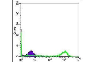 Flow cytometric analysis of Hela cells using EIF4E mouse mAb (green) and negative control (purple).