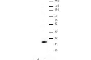 .Histone H3 phospho Thr11 pAb tested by Western blot. Western blot probed with Histone H3 phospho Thr11 pAb (1:2,000 dilution).     Lane 1: 200 ng recombinant histone H3.     Lane 2: 5 µg acid extract of HeLa cells.     Lane 3: 5 µg acid extract of HeLa cells treated with colcemid. (Histone 3 anticorps  (pThr11))