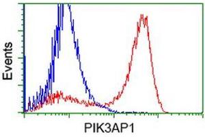 HEK293T cells transfected with either RC214125 overexpress plasmid (Red) or empty vector control plasmid (Blue) were immunostained by anti-PIK3AP1 antibody (ABIN2453455), and then analyzed by flow cytometry. (PIK3AP1 anticorps)