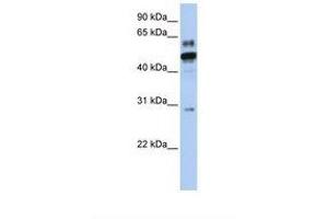 Image no. 1 for anti-Estrogen-Related Receptor alpha (ESRRA) (AA 146-195) antibody (ABIN6738176) (ESRRA anticorps  (AA 146-195))