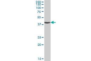 ASB9 MaxPab polyclonal antibody. (ASB9 anticorps  (AA 1-294))