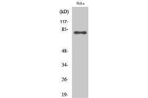 Western Blotting (WB) image for anti-Ezrin (EZR) (C-Term) antibody (ABIN3184571) (Ezrin anticorps  (C-Term))