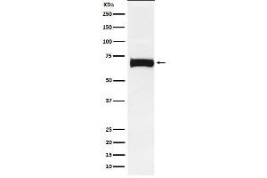 Western blot analysis of Nectin 2 expression in SW480 cell lysate.
