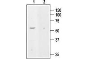 Western blot analysis of rat kidney membranes: - 1. (KCNK5 anticorps  (C-Term, Intracellular))