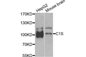 Western blot analysis of extracts of various cells, using C1S antibody. (C1S anticorps)