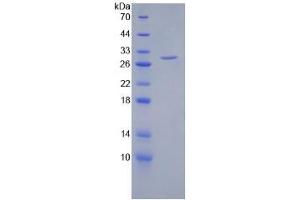 SDS-PAGE of Protein Standard from the Kit  (Highly purified E.
