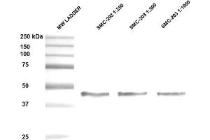Western Blot analysis of Human Epithelial cell (A431) lysates showing detection of ~47 kDa Hsp47 protein using Mouse Anti-Hsp47 Monoclonal Antibody, Clone 1C4-1A6 . (SERPINH1 anticorps)