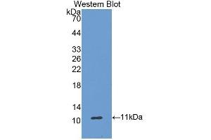 Western Blotting (WB) image for anti-Ghrelin (GHRL) (AA 25-117) antibody (ABIN1174044) (Ghrelin anticorps  (AA 25-117))