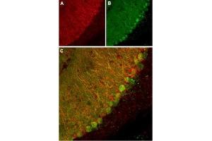 Expression of KCNK1 in mouse cerebellum - Immunohistochemical staining of mouse cerebellum using Anti-KCNK1 (TWIK-1) (extracellular) Antibody (ABIN7043443, ABIN7045008 and ABIN7045009). (KCNK1 anticorps  (Extracellular))