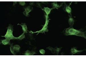 Immunofluorescence - anti-YFP Ab in 293HEK Cells transfected with YFP at 1/50 dilution cells were fixed with 4% of PFA, (YFP anticorps)