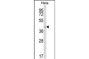 Western blot analysis of INSIG1 Antibody in Hela cell line lysates (35ug/lane) (INSIG1 anticorps  (N-Term))