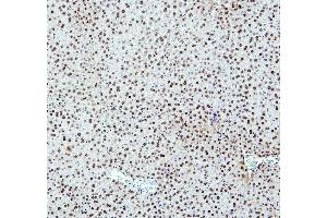 IHC analysis of PTBP2 using anti-PTBP2 antibody (ABIN7599452). (PTBP2 anticorps  (AA 1-504))