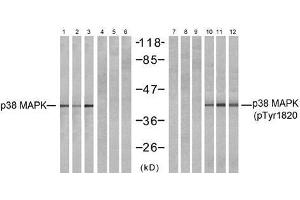 Western blot analysis of extracts from NIH-3T3 (Line 1, 4, 7 and 10) and cos7 (Line 2, 5, 8 and 11 and K562 (Line 3, 6, 9 and 12) cells, untreated or treated with UV (20min), using P38 MAPK (Ab-182) antibody (E021245, Lane 1, 2, 3, 4, 5 and 6) and P38 MAPK (phospho- Tyr182) antibody (E011253, Lane 7, 8, 9, 10, 11 and12). (MAPK14 anticorps  (pTyr182))