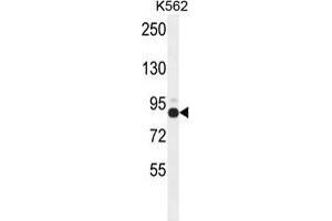 ZNF366 Antibody (C-term) western blot analysis in K562 cell line lysates (35 µg/lane). (ZNF366 anticorps  (C-Term))