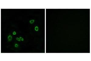 Immunofluorescence (IF) image for anti-Brain Protein 44-Like (BRP44L) (N-Term) antibody (ABIN1850936) (BRP44L anticorps  (N-Term))