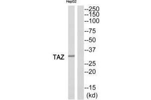 Western blot analysis of extracts from HepG2 cells, using TAZ antibody. (TAZ anticorps)