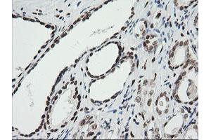 Image no. 9 for anti-Zinc Finger and SCAN Domain Containing 18 (ZSCAN18) antibody (ABIN1501858) (ZSCAN18 anticorps)