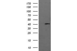 Image no. 1 for anti-Mitogen-Activated Protein Kinase 13 (MAPK13) antibody (ABIN1499957) (MAPK13 anticorps)