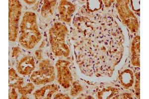 IHC image of ABIN7159929 diluted at 1:200 and staining in paraffin-embedded human kidney tissue performed on a Leica BondTM system. (MSRA anticorps  (AA 24-235))