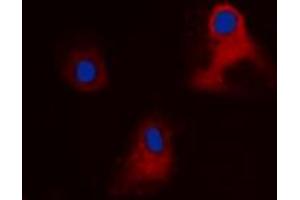 Immunofluorescent analysis of EIF3L staining in HEK293 cells. (EIF3L anticorps  (N-Term))