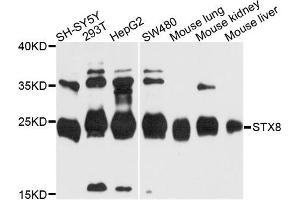 Western blot analysis of extracts of various cells, using STX8 antibody. (STX8 anticorps)