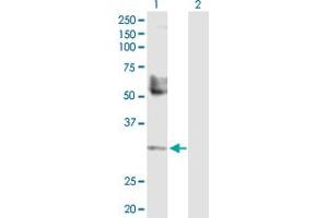 Western Blot analysis of TREX1 expression in transfected 293T cell line by TREX1 MaxPab polyclonal antibody.