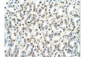 Image no. 1 for anti-TSC22 Domain Family, Member 4 (TSC22D4) (AA 23-72) antibody (ABIN203404)