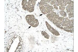 Image no. 3 for anti-Mortality Factor 4 Like 1 (MORF4L1) (AA 251-295) antibody (ABIN202346)