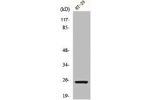 Western Blot analysis of HT29 cells using Connexin 25 Polyclonal Antibody (GJB7 anticorps  (Internal Region))
