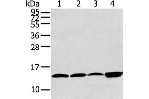 Gel: 12 % SDS-PAGE, Lysate: 40 μg, Lane 1-4: Hela, 293T, PC3 and TM4 cell, Primary antibody: ABIN7190290(CLDND2 Antibody) at dilution 1/400 dilution, Secondary antibody: Goat anti rabbit IgG at 1/8000 dilution, Exposure time: 30 seconds (CLDND2 anticorps)