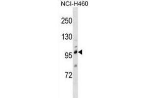 Western Blotting (WB) image for anti-Transient Receptor Potential Cation Channel, Subfamily C, Member 1 (TRPC1) antibody (ABIN2999045) (TRPC1 anticorps)
