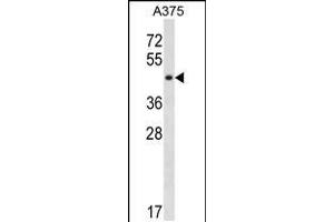 Western blot analysis in A375 cell line lysates (35ug/lane). (SUGT1 anticorps  (C-Term))
