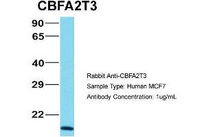 Human MCF7; Host: Rabbit. (CBFA2T3 anticorps  (N-Term))