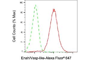 Flow cytometric analysis of Enah/Vasp-like expression in HAP-1 cells using Enah/Vasp-like antibody (ABIN7798437), 1:2,000).