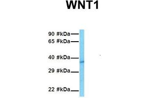 Host:  Rabbit  Target Name:  WNT1  Sample Tissue:  Human HepG2  Antibody Dilution:  1. (WNT1 anticorps  (Middle Region))
