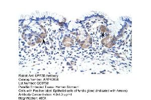 Rabbit Anti-UPF3B Antibody  Paraffin Embedded Tissue: Human Stomach Cellular Data: Epithelial cells of fundic gland Antibody Concentration: 4. (UPF3B anticorps  (N-Term))