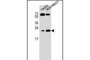 RHOJ anticorps  (AA 131-159)