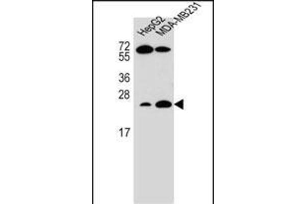 RHOJ anticorps  (AA 131-159)
