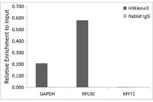 Chromatin immunoprecipitation analysis of extracts of HeLa cells, using TriMethyl-Histone H3-K4 Rabbit pAb antibody (ABIN3023253, ABIN3023254, ABIN3023255, ABIN1513001 and ABIN6219512) and rabbit IgG.