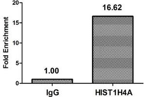 Chromatin Immunoprecipitation Hela (10 6 , treated with 30 mM sodium butyrate for 4h) were treated with Micrococcal Nuclease, sonicated, and immunoprecipitated with 5 μg anti-HIST1H4A (ABIN7139176) or a control normal rabbit IgG. (HIST1H4A anticorps  (acLys31))