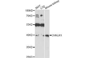 Western blot analysis of extracts of various cell lines, using CMKLR1 antibody (ABIN6291865) at 1:1000 dilution.