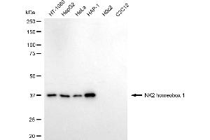 Western blotting analysis using NK2 homeobox 1 antibody (ABIN7799609).